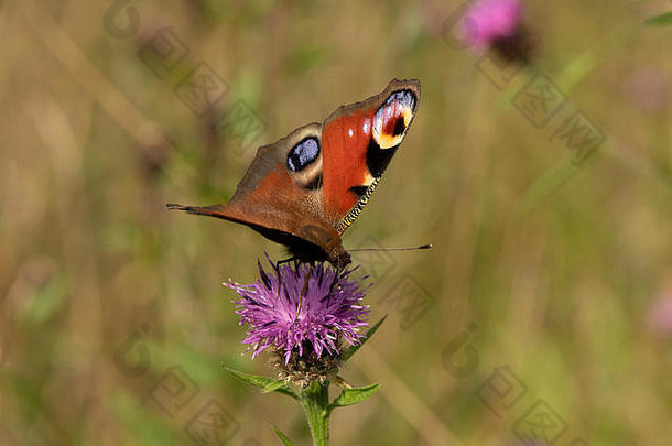 苏格兰西南部杜姆弗里斯<strong>的</strong>野花草甸中，孔雀蝴蝶（Inachis io）以马蹄莲（Centuarea nigra）为食