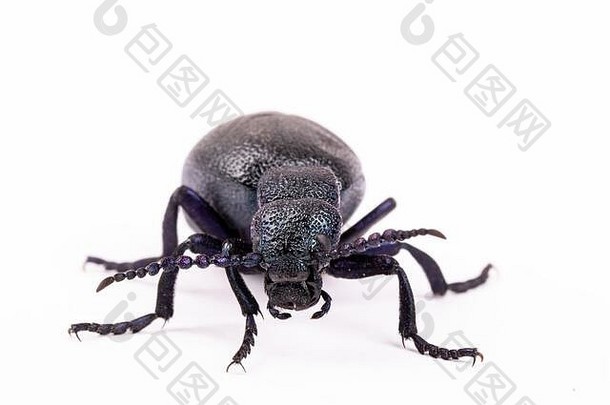 大型有毒的紫罗兰油甲虫，春季在紫罗兰属的白色、大型植物上单独取食。欧洲捷克共和国野生动物