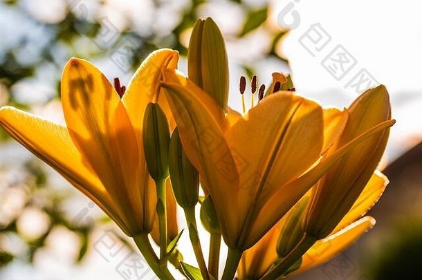 黄色的麦当娜百合花百合，自然有芽。自然背景。在阳光下拍摄详细的closup。