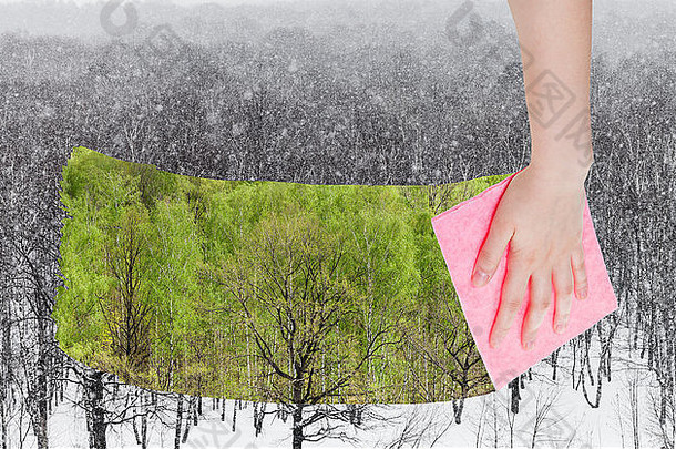 季节概念-手动删除图片中粉红色布料覆盖的冬季森林上的积雪，夏季绿色树木正在出现