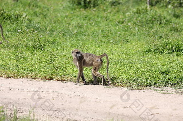 野猴非洲野外哺乳动物