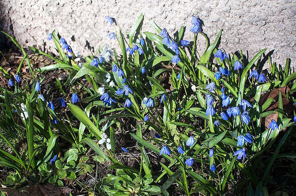 瑞典<strong>三月</strong>的蓝色scilla春<strong>季</strong>花坛。