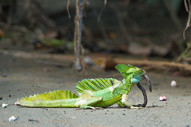 哥斯达黎加热带森林中羽毛蜥蜴吃蚯蚓的特写镜头。
