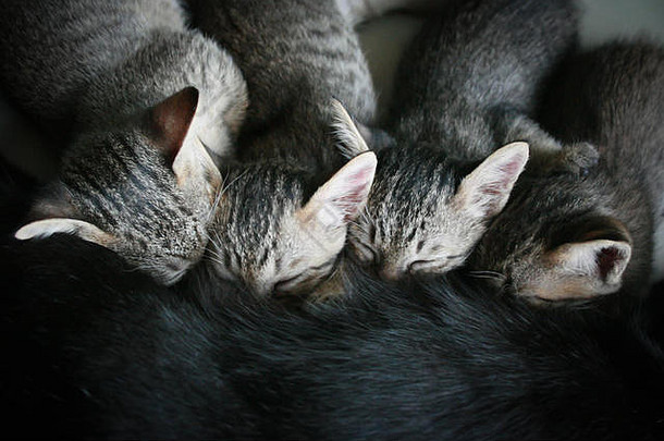 四只可爱搞笑可爱的小猫小猫吃奶时间从妈妈开始，幸福家庭俯瞰