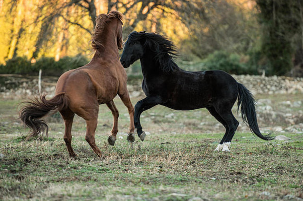 一对马，一匹棕色，另一匹黑色，在西班牙埃斯特雷马杜拉的杰特附近的牧场上玩耍。