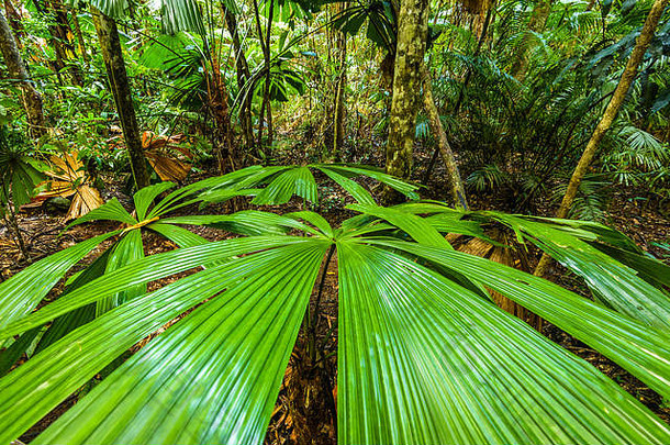 licuala拉姆萨伊树风扇棕榈酒店热带雨林昆士兰