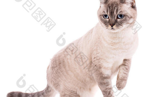 宠物动物猫概念纯种英国猫白色背景