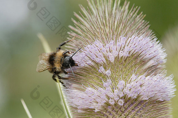 大黄蜂是一种在一种秋千花头上的粉紫色小花中觅食的蜜蜂