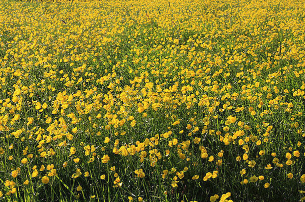 场小黄色的夏天花拍摄设置太阳饱和颜色温暖的夏天感觉图像