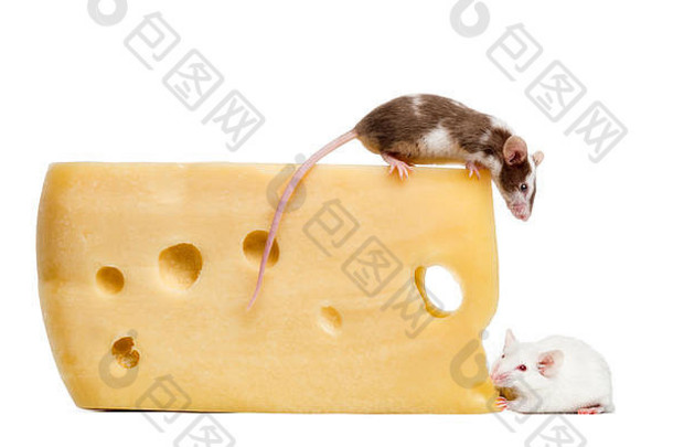 老鼠栖息在一大块奶酪上，向下看，小家鼠