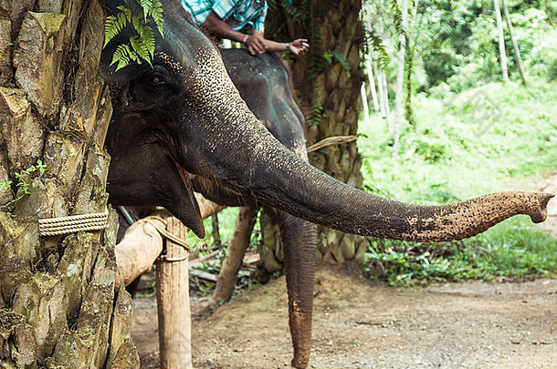 亚洲大象泰国