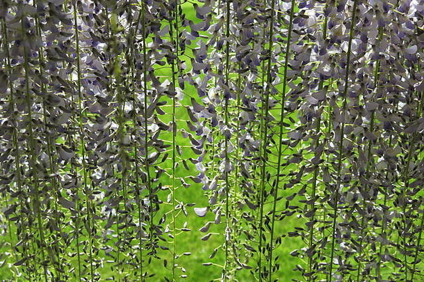 这张照片透过淡紫色紫藤的<strong>帘子</strong>望去，紫藤呈长长的总状花序，几乎垂到草地上；英国花园的荣耀