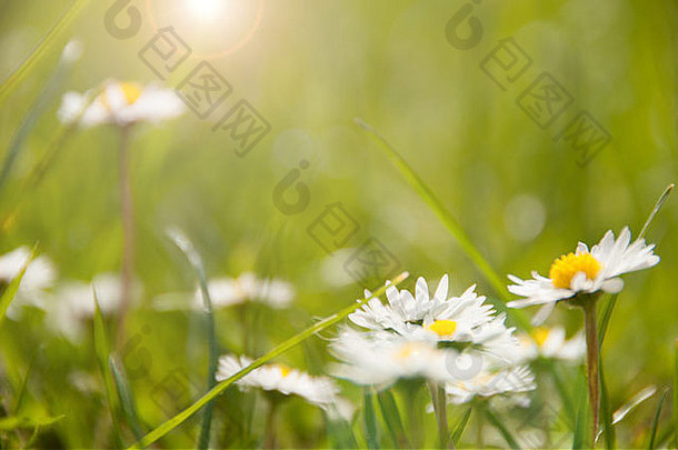 生长在阳光明媚的草地上的雏菊