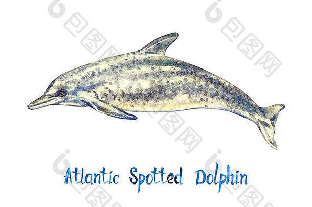 大西洋斑点海豚，孤立于白色背景上，手绘水彩插图，手写铭文