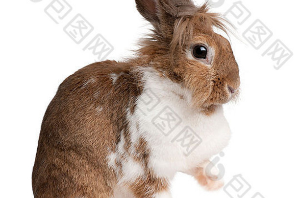 坐在白色背景前的欧洲兔子Oryctolagus cuniculus的肖像