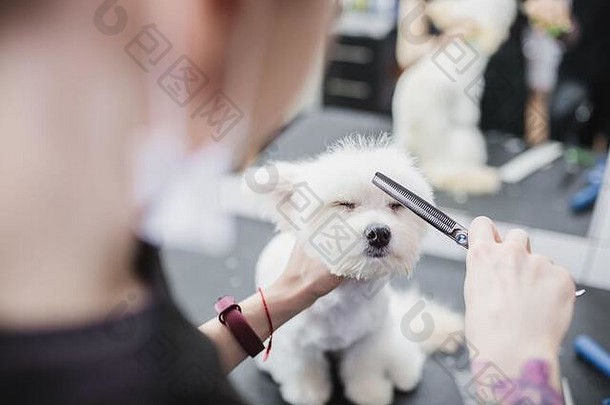 马耳他狗梳理发型狗帮助动物