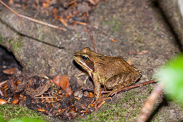 一只成年普通青蛙的侧视图，林蛙，在地上的树枝和枯叶之间