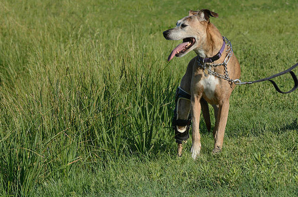 年长的拳师混血拳师犬，白面毛，穿着矫形支撑装置，在炎热的夏天外出散步