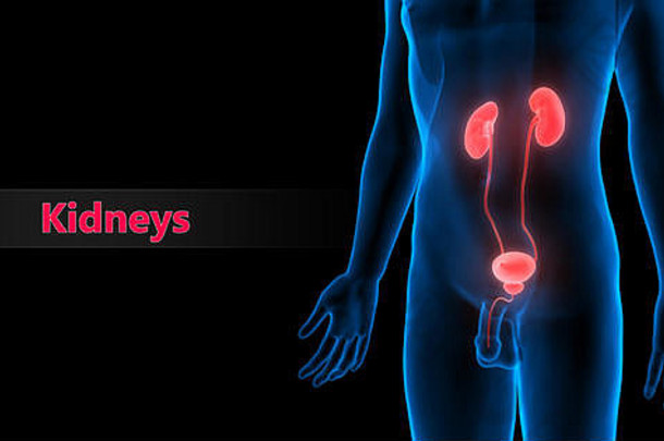 人类泌尿系统与膀胱解剖