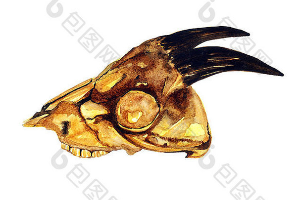 手绘水彩画插图：带角的黄色山羊头骨（剖面图）