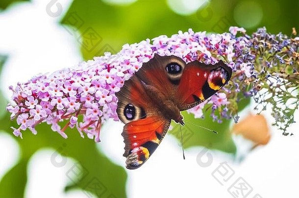 <strong>孔雀</strong>蝴蝶，正在花园里的紫灌木丛中喂食花蜜。明亮的阳光，鲜艳的色彩。