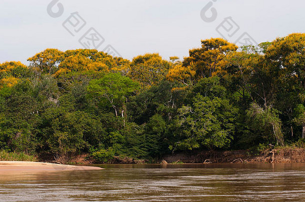 巴西马托格罗索庄园美洲虎栖息地Pantanal Cuiabá河<strong>的</strong>典型河岸<strong>森林</strong>