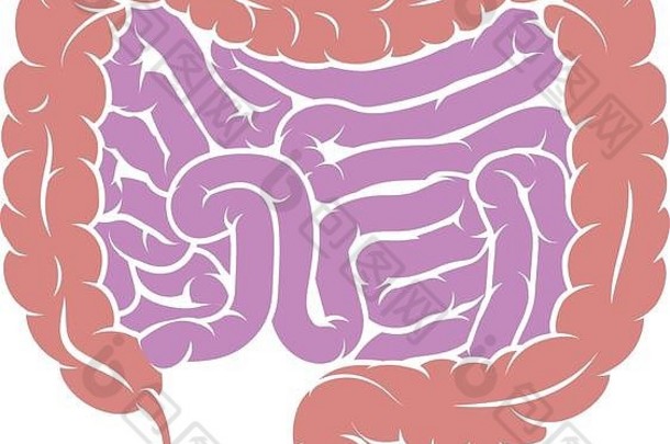 肠道消化系统图