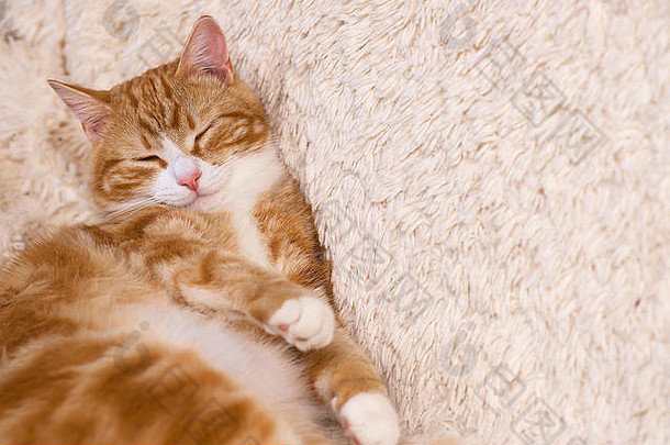红色的猫说谎床上宠物沙发上休息毛茸茸的猫里睡觉