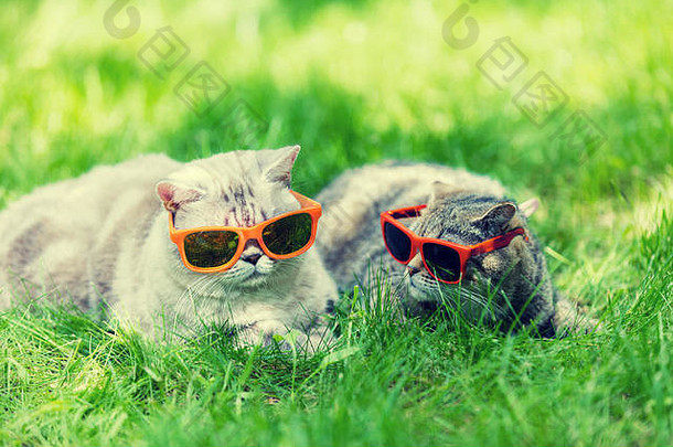 阳光明媚的日子里，两只戴着墨镜的猫躺在草地上