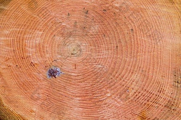 俄勒冈州一棵松树的橙色木材中的树木年轮