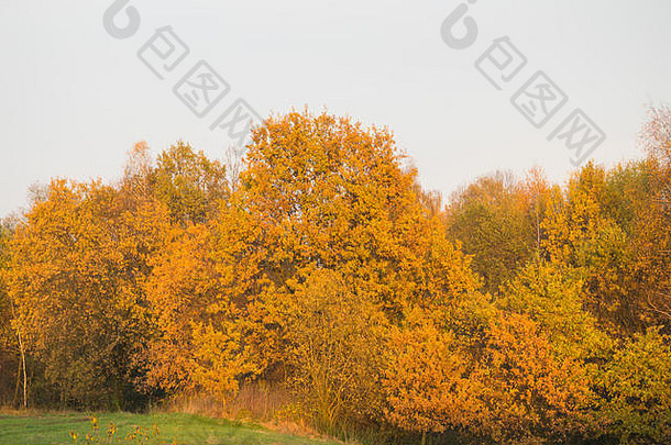 树在秋天的阳光下。《自然》2000年，波兰哥布维兹，欧洲。2017年11月5日，波兰金秋的又一个阳光明媚的日子。全色调的树木。天气鼓励人们以积极的方式消磨时间。信贷：w124merc/Alamy直播新