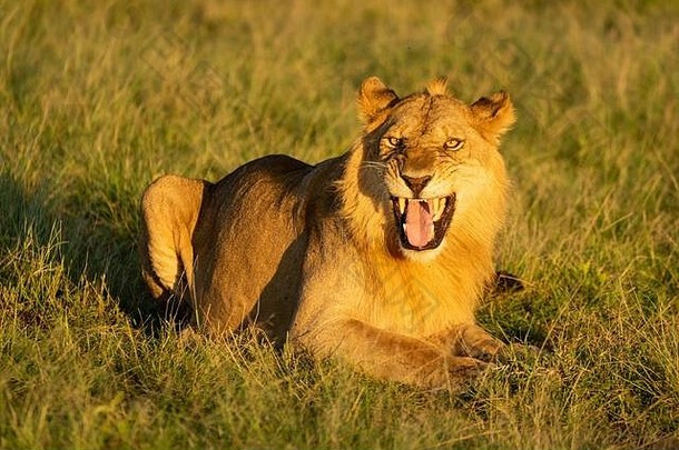 草地上的雄狮表现出肉身反应