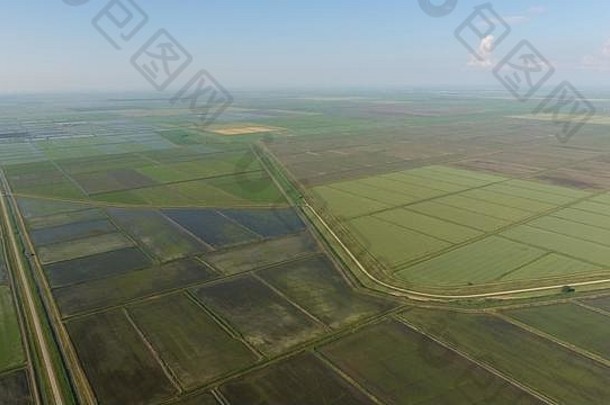 在洪水泛滥的土地上种植水稻。成熟的稻谷在田野里，开始收割。鸟瞰图。
