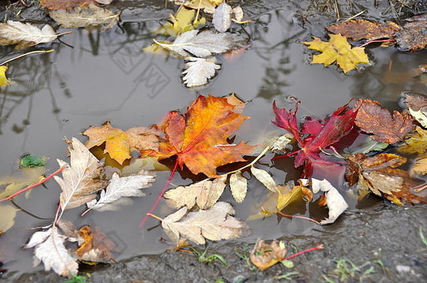 落在泥坑里的秋色落叶