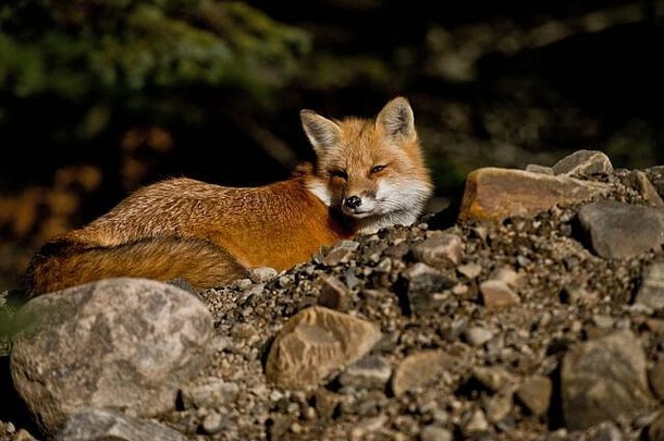 红狐在长满青苔的地面上休息