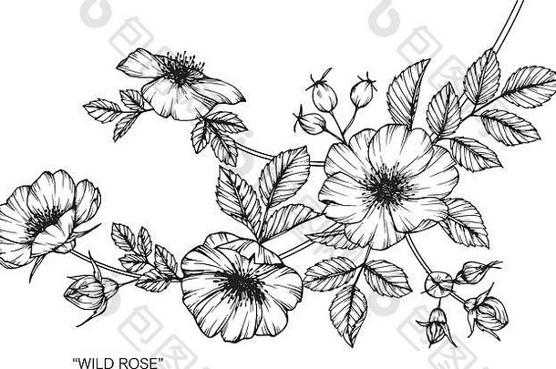 野生玫瑰花卉绘画插图。黑白线条艺术。