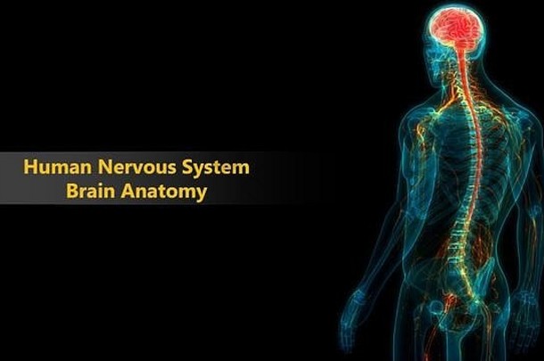 人体神经系统中枢器官脑解剖学