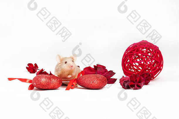 可爱的小金鼠标坐在在干红色的花闪亮的装饰心圣情人节一天