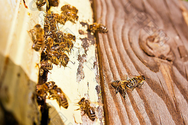 蜂房的蜂巢入口处有很多蜜蜂。忙碌的蜜蜂，工作蜜蜂的特写镜头