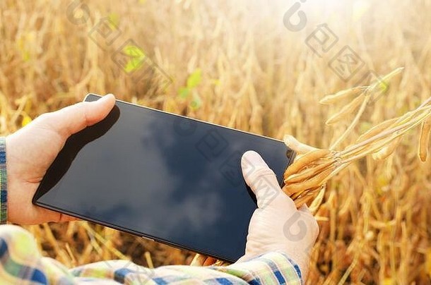 农民使用平板电脑在田间检查大豆