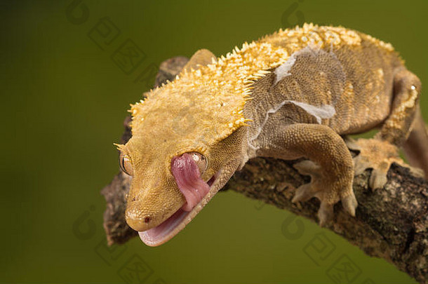 冠壁虎（Correlophus ciliates），一种原产于新喀里多尼亚南部的壁虎，用舌头清洁眼睛。动物的幽默