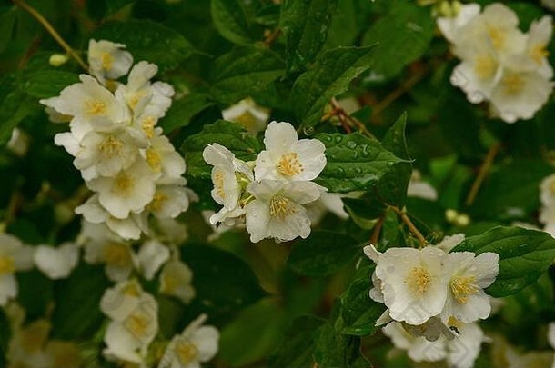 白花，特写。灌木上的白玫瑰。六月玫瑰