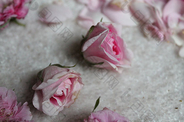白色的地面上长着两朵美丽的五月香玫瑰嫩芽