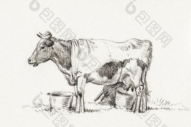 维纳奇艺术牛插图