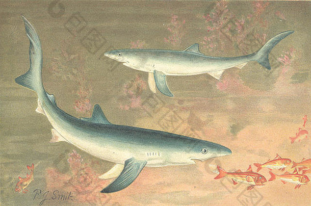 鱼：蓝鲨，古董印刷品1896