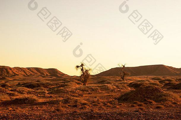 沙漠中的胡杨树。内蒙古西部，中国。