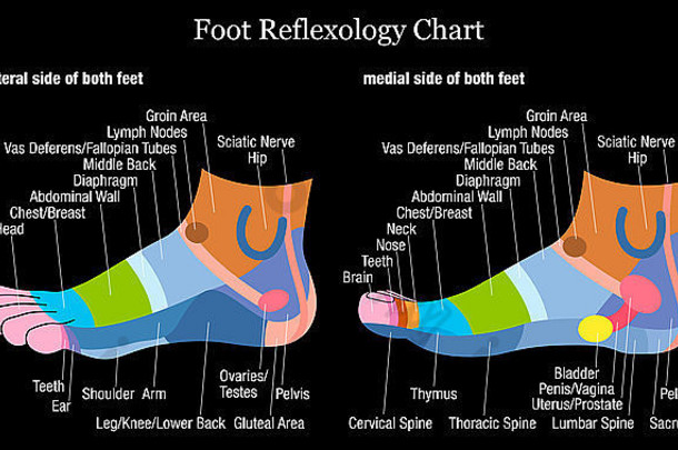 足部反射图-足部内外视图-描述相应的内部器官和身体部位。
