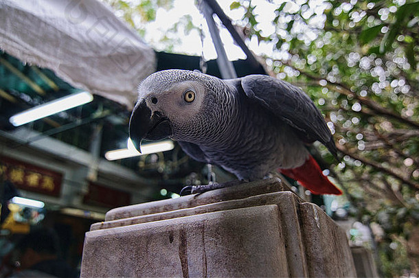 鸟花园市场香港旺角在香港香港