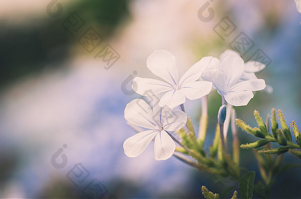 大耳白花丹、白花丹角、白花丹角或花园自然年份中的蓝色白花丹