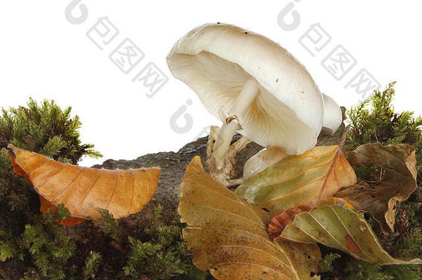 白色山毛榉材羊肚菌真菌日益增长的木莫斯叶垃圾白色背景